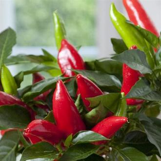 Hot Burrito Pepper Seeds - The Pepper Pantry (Formerly Marie Sharp's)